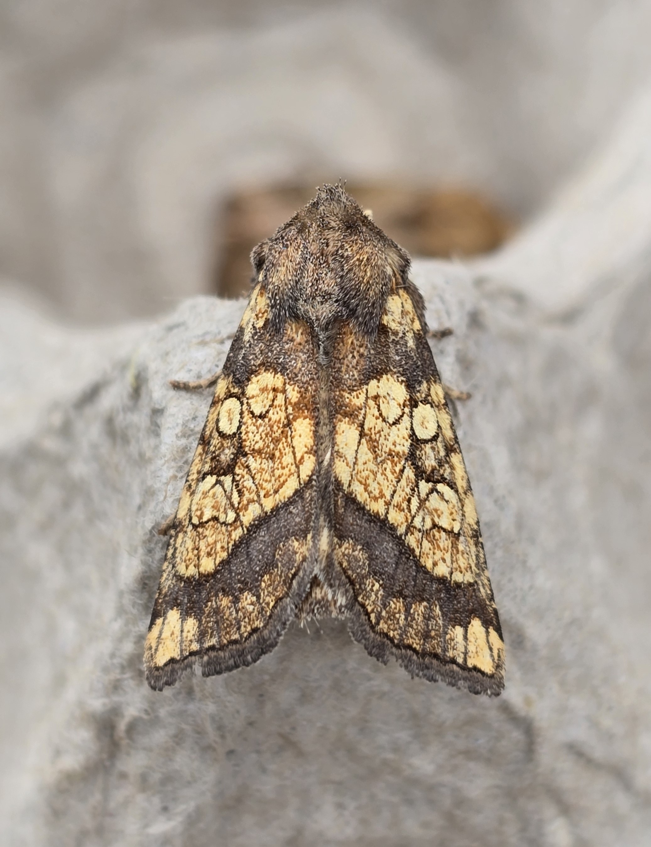 Photo of Frosted Orange (Gortyna flavago)